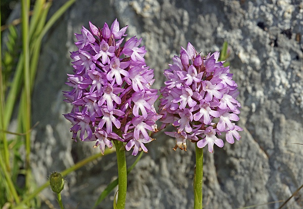 Anacamptis pyramidalis