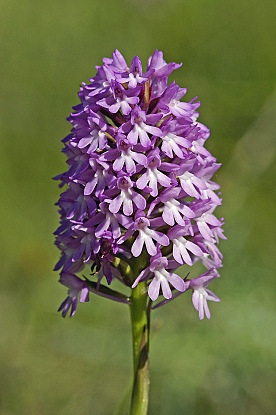 Anacamptis pyramidalis