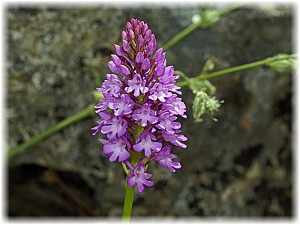 Anacamptis pyramidalis