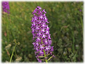 Anacamptis pyramidalis