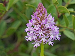 Anacamptis pyramidalis