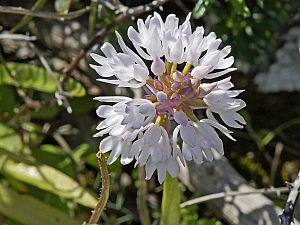 Anacamptis pyramidalis