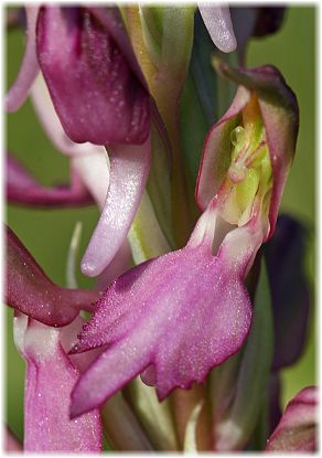 Anacamptis sancta