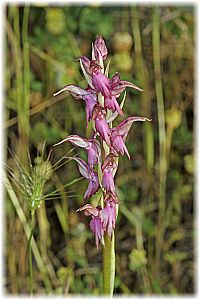 Anacamptis sancta