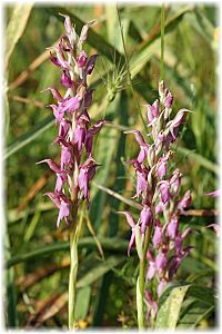 Anacamptis sancta