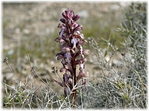 Barlia robertiana