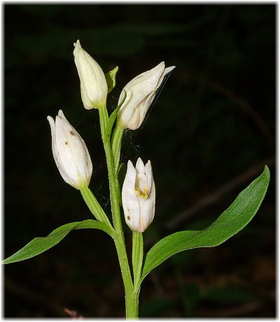 Cephalanthera damasonium