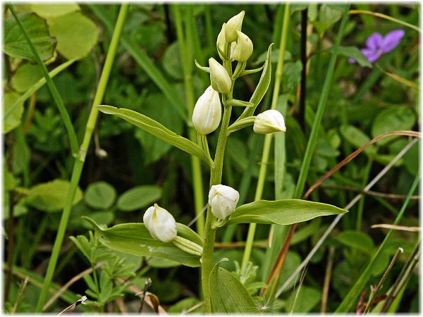 Cephalanthera kotschyana