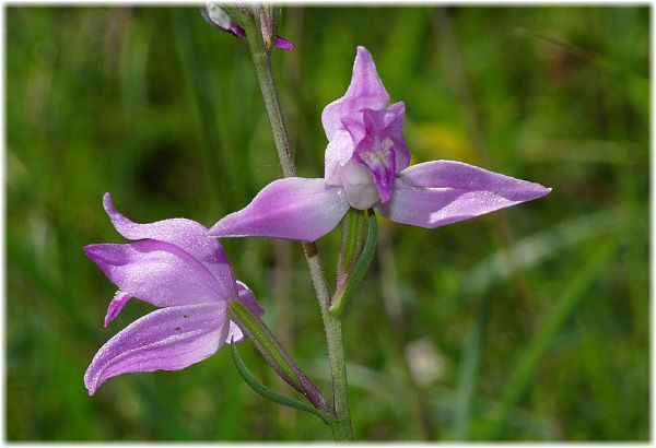 Cephalanthera rubra