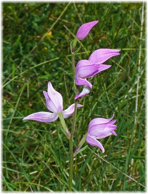 Cephalanthera rubra