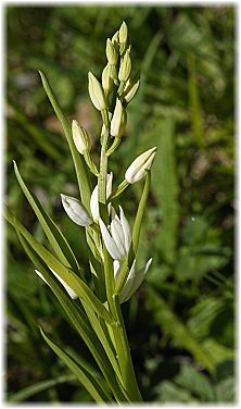 Cephalnathera longifolia