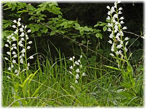 Cephalnathera longifolia