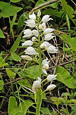 Cephalnathera longifolia