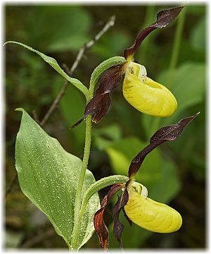 Cypripedium calceolus