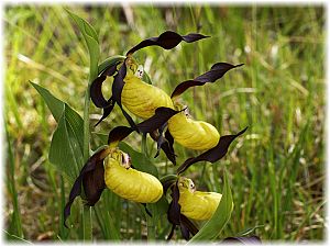 Cypripedium calceolus