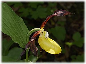 Cypripedium calceolus