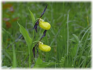 Cypripedium calceolus