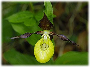 Cypripedium calceolus