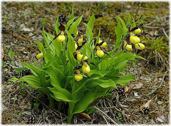 Cypripedium calceolus