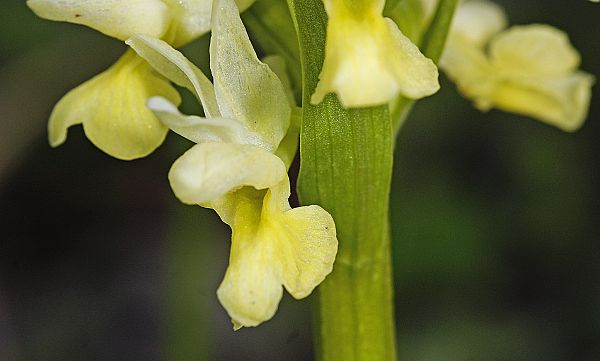 Dactylorhiza flavescens