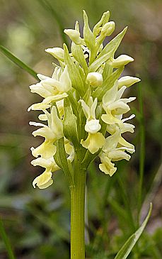 Dactylorhiza flavescens