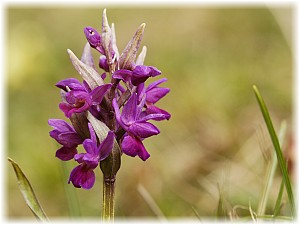 Dactylorhiza flavescens