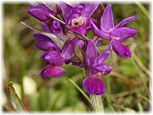 Dactylorhiza flavescens