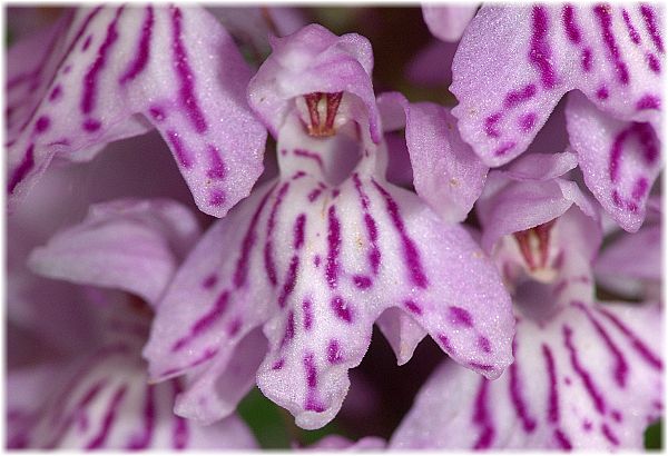 Dactylorhiza fuchsii