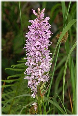 Dactylorhiza fuchsii