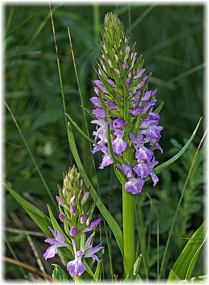 Dactylorhiza osmanica