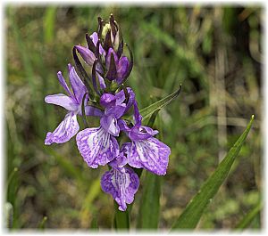 Dactylorhiza osmanica