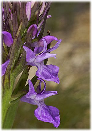 Dactylorhiza osmanica