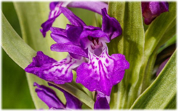 Dactylorhiza osmanica