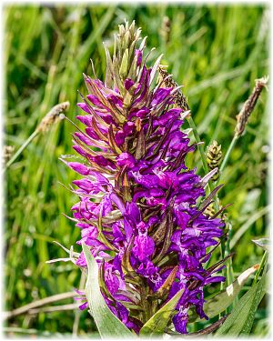 Dactylorhiza osmanica