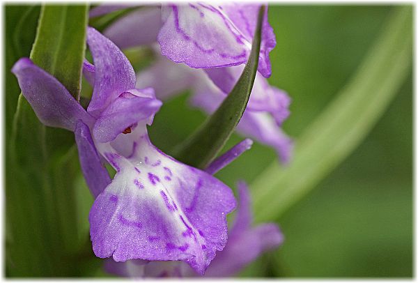 Dactylorhiza osmanica