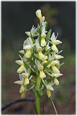 Dactylorhiza romana