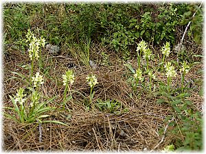 Dactylorhiza romana