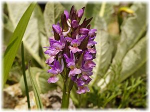 Dactylorhiza romana