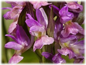 Dactylorhiza romana