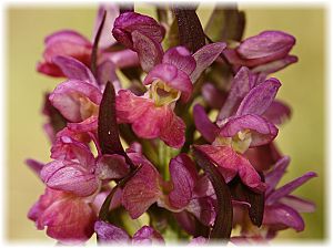 Dactylorhiza romana