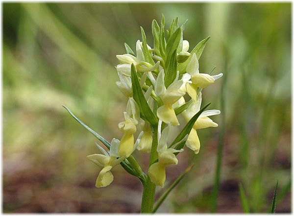 Dactylorhiza romana