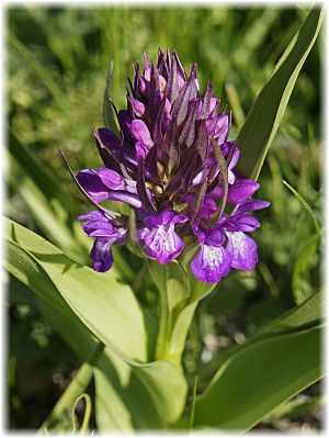 Dactylorhiza umbrosa