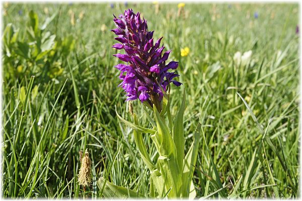 Dactylorhiza umbrosa