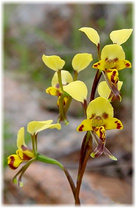 Diuris maculata