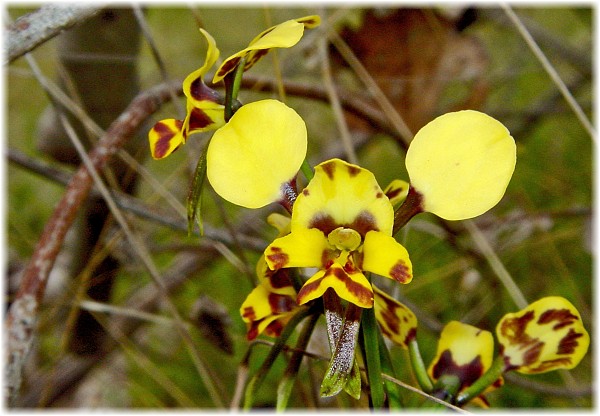 Diuris maculata