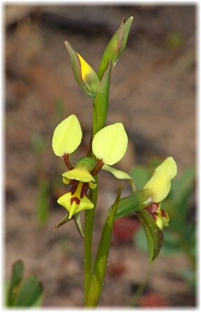 Diuris setacea