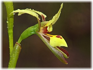 Diuris setacea