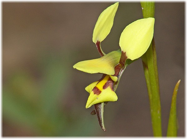 Diuris setacea