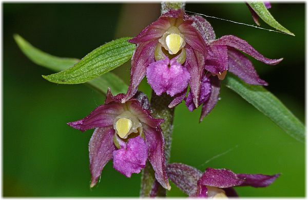 Epipactis atrorubens