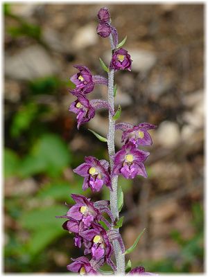 Epipactis atrorubens